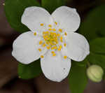 Eastern false rue anemone